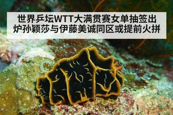 世界乒坛WTT大满贯赛女单抽签出炉孙颖莎与伊藤美诚同区或提前火拼